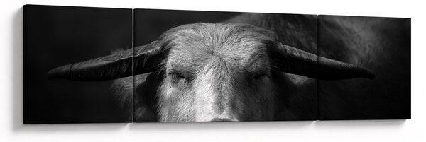 Obraz - Krowa (170x50 cm)