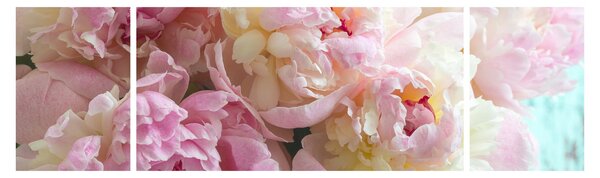 Obraz - Piwonie (170x50 cm)