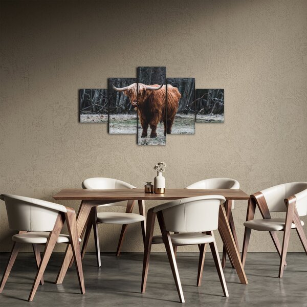 Obraz - Szkocka krowa 2 (125x70 cm)
