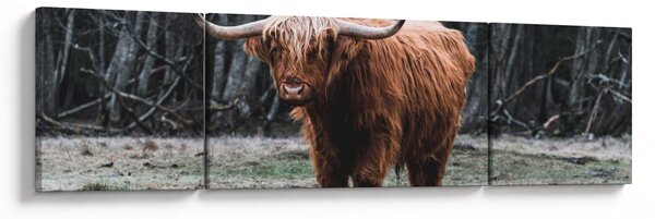 Obraz - Szkocka krowa 2 (170x50 cm)