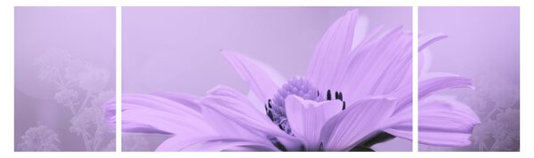 Obraz - Fioletowy kwiat (170x50 cm)