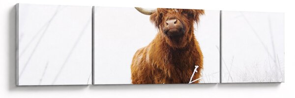 Obraz - Szkocka krowa (170x50 cm)