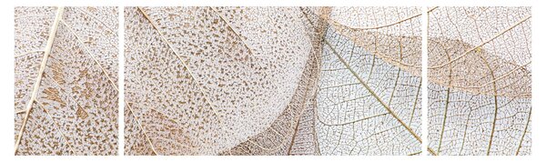Obraz - Beżowe liście (170x50 cm)