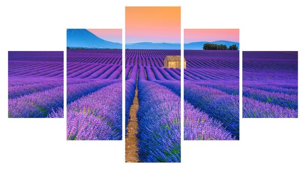 Obraz - Lewndowe pole (125x70 cm)