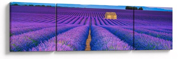 Obraz - Lewndowe pole (170x50 cm)