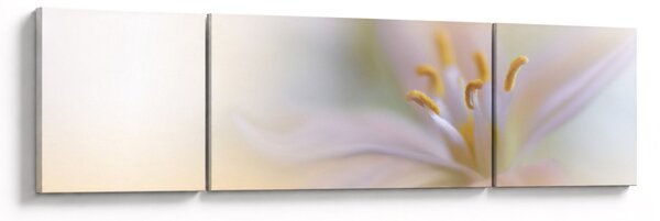 Obraz - Delikatny kwiat (170x50 cm)