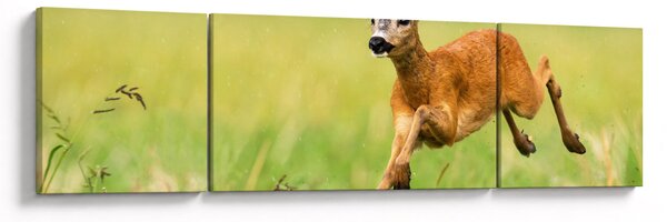 Obraz - Sarna (170x50 cm)