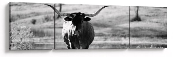 Obraz - Krowa, czarno - biała (170x50 cm)