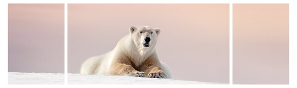 Obraz - Niedźwiedź polarny (170x50 cm)