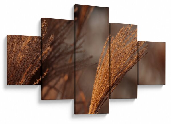 Obraz - Kortaderia (125x70 cm)