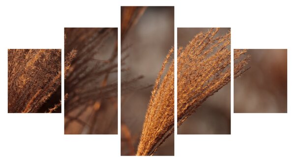 Obraz - Kortaderia (125x70 cm)