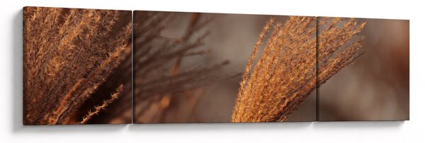 Obraz - Kortaderia (170x50 cm)