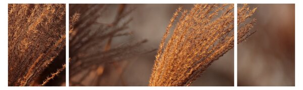 Obraz - Kortaderia (170x50 cm)