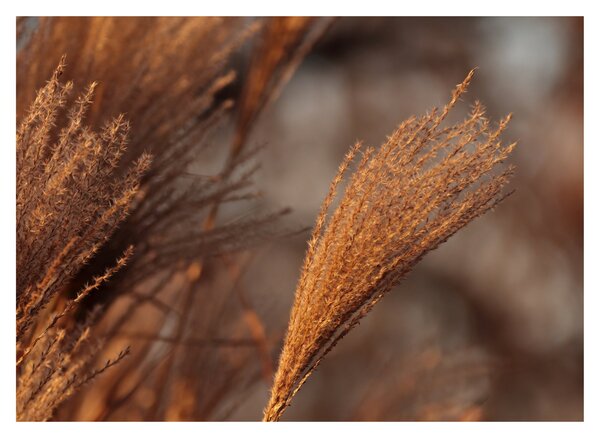 Obraz - Kortaderia (70x50 cm)