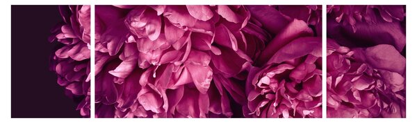 Obraz - Kwiaty piwonii (170x50 cm)