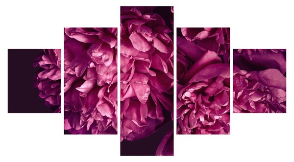 Obraz - Kwiaty piwonii (125x70 cm)
