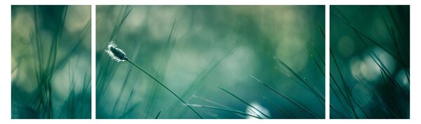 Obraz - Szczegół trawy (170x50 cm)