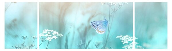 Obraz - Motyl w niebieskim (170x50 cm)