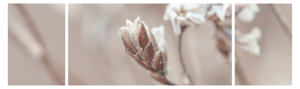 Obraz - Szczegół gałęzi (170x50 cm)