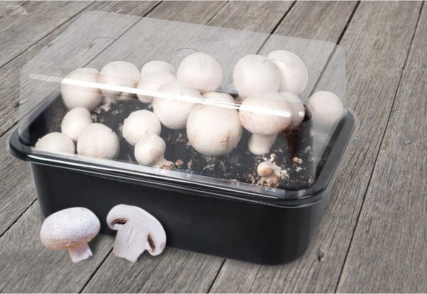 Akcesorium do uprawiania Field Mushroom – Esschert Design