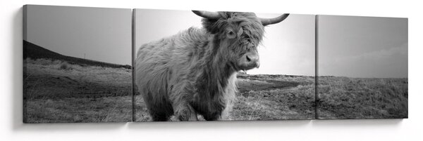 Obraz - Szkocka krowa, czarno - biały (170x50 cm)
