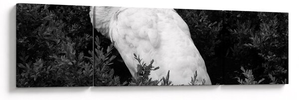 Obraz - Paw, czarno - biały (170x50 cm)