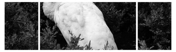 Obraz - Paw, czarno - biały (170x50 cm)