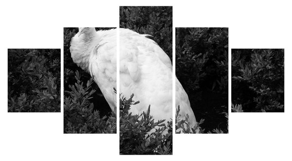 Obraz - Paw, czarno - biały (125x70 cm)