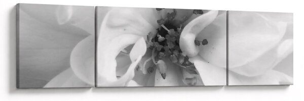 Obraz - Kwiat, czarno - biały (170x50 cm)