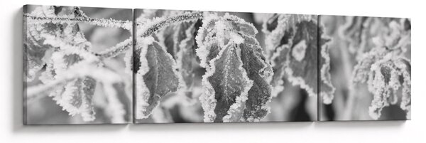 Obraz - Zmarznięte liście, czarno - biały (170x50 cm)