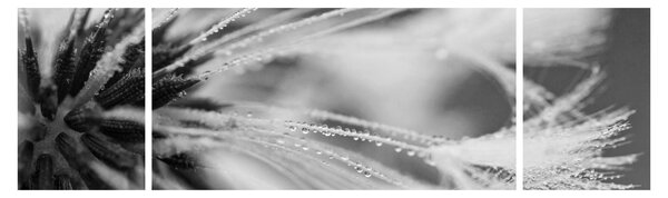Obraz - Makro, czarno - biały (170x50 cm)