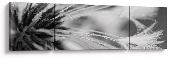 Obraz - Makro, czarno - biały (170x50 cm)