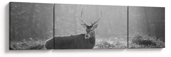 Obraz - Jeleń w lesie, czarno - biały (170x50 cm)