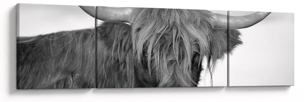 Obraz - Szkocka krowa 2, czarno - biały (170x50 cm)