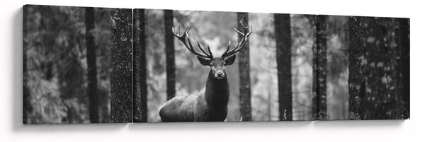 Obraz - Jeleń w lesie 2, czarno - biały (170x50 cm)