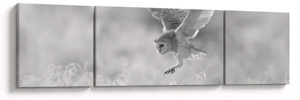 Obraz - Sowa, czarno - biały (170x50 cm)