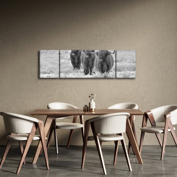 Obraz - Szkockie krowy, czarno - biały (170x50 cm)