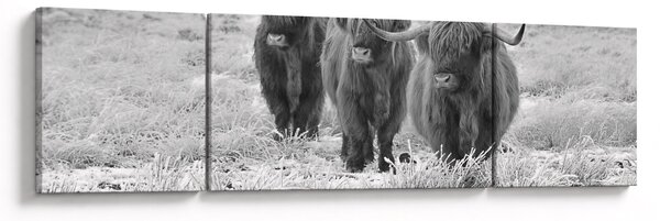 Obraz - Szkockie krowy, czarno - biały (170x50 cm)