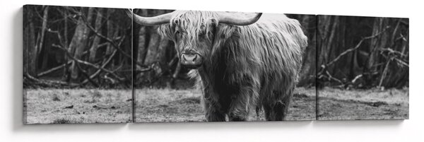 Obraz - Szkocka krowa 3, czarno - biały (170x50 cm)