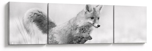 Obraz - Skaczący lis, czarno - biały (170x50 cm)
