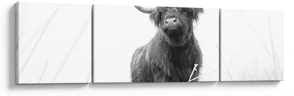 Obraz - Szkocka krowa 4, czarno - biały (170x50 cm)