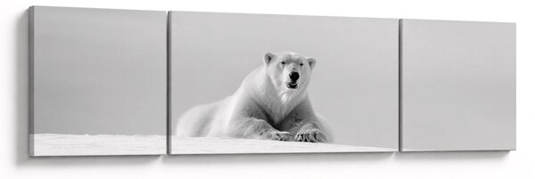 Obraz - Niedźwiedź polarny, czarno - biały (170x50 cm)