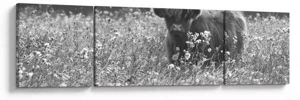 Obraz - Szkocka krowa 5, czarno - biały (170x50 cm)