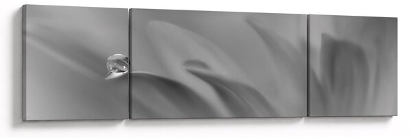 Obraz - Kropla na kwiecie, czarno - biały (170x50 cm)