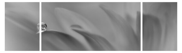 Obraz - Kropla na kwiecie, czarno - biały (170x50 cm)