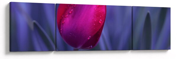 Obraz pąka tulipana (170x50 cm)