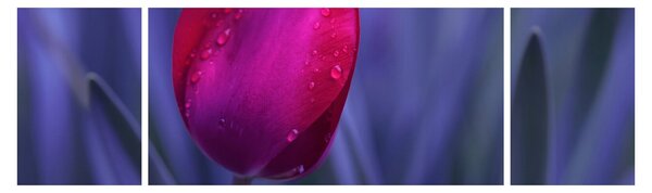 Obraz pąka tulipana (170x50 cm)