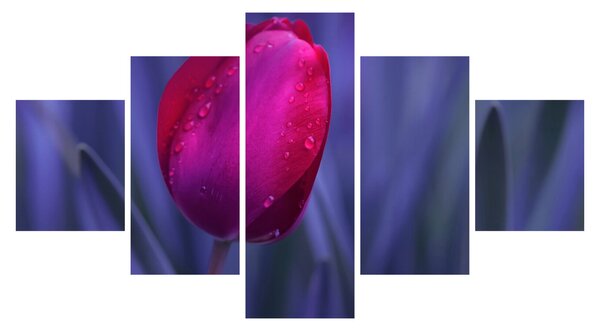 Obraz pąka tulipana (125x70 cm)