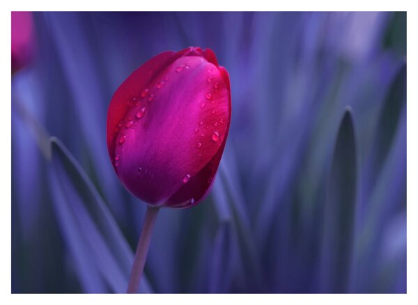 Obraz pąka tulipana (70x50 cm)