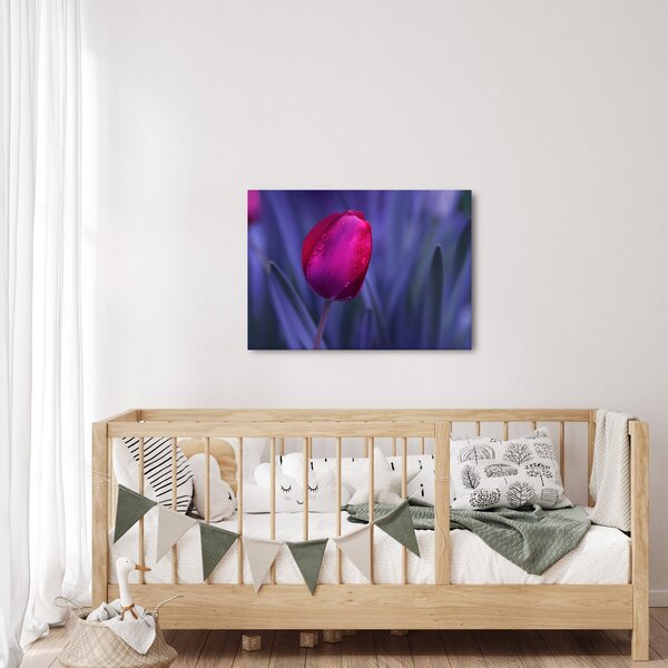 Obraz pąka tulipana (70x50 cm)